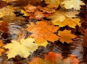 Прогноз погоды на 6 октября: на большей части страны ожидаются дожди