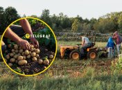 Конец лета-начало осени – время когда украинцы копают картошку