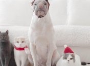 Забавные домашние животные, которые любят позировать на камеру