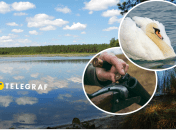 Лебедю прострелили очі