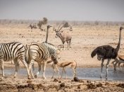 Во имя спасения: животные мигрируют и меняются одновременно из-за изменения климата