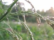 Прогноз погоды в Украине на 15 июля: ожидаются кратковременные дожди и грозы