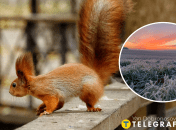 Белочка в Киеве