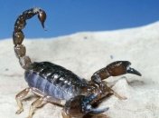 Скорпион ужалил пассажира на борту самолета