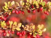 Масса полезных веществ: чем так хорош барбарис