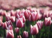 В Кастильоне-дель-Лаго пройдет праздник тюльпанов