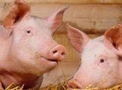 В Черкасской области зафиксирован случай африканской чумы свиней