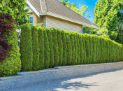 Зеленые насаждения