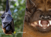 Летучие мыши могут и укусить, если почувствуют опасность