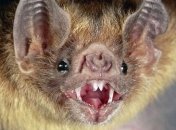 Почему вампирские летучие мыши не чувствуют горького?