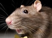 Ученые сделали необычное открытие о грызунах