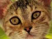 Кот вынужден был съехать с женского монастыря