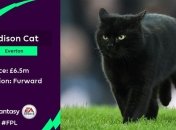 Черный кот взорвал соцсети, выбежав в матче Эвертон - Вулверхэмптон