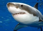 Ученые расшифровали геном большой белой акулы (Видео)