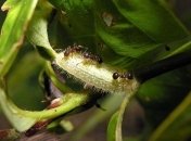 Ученые заявили, что гусеницы превращают муравьев в своих слуг