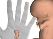  Создан интерактивный 3D-атлас эмбрионального развития