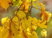  Прогноз погоди: в понеділок жарко і ясно, а у вівторок значно похолодає