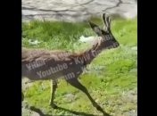Хто втратив? У Києві біля метра помітили оленятко (відео)