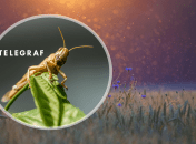 Сарана, комарі над волошковим полем