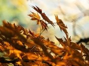 Солнце и приятный ветер: прогноз погоды на начало октября