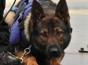 В Днепропетровской области полицейская собака спасла жизнь ребенку (Фото)