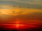 Исследование: птицы не могут долго жить в агрессивной среде 