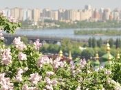 Национальный ботанический сад расцвел сиренью