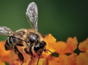 Пчелы ведут смертоносные войны