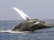 В положении или нет: создан лучший тест на беременность для китов