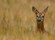 Стали відомі основні напрямки роботи Мінприроди