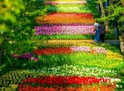 Фан-фан Тюльпан: почему в апреле необходимо посетить Кропивницкий