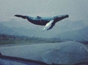 Смертельные "синие киты": в Сумах обнаружили 11 детей в опасных группах 