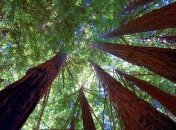 Биологи узнали, как кора помогает деревьям противодействовать гравитации 