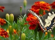 Прогноз погоды в Украине на 31 июля: дожди с грозами