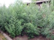 На Донетчине у пенсионера изъяли наркосырье на миллион гривен