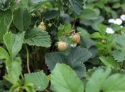 Обрезать листья клубники не нужно в одном случае