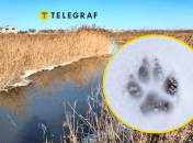 Шакалы начали часто наведываться во двор людей в Одесской области