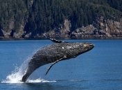 "Пузырчатая" охота: ученым удалось заснять, как "рыбачат" горбатые киты (Видео)