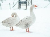 Какой сегодня праздник — День памяти пророка Захария Серповидца.