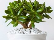 Какие растения притягивают счастье