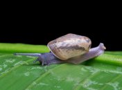 Улитки больше не побеспокоят урожай капусты