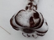 На Луганщине пиротехники изъяли 6 взрывоопасных предметов