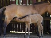 В Киевском зоопарке мерзнут животные