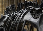 Ученые рассказали, как кости динозавров сохраняются сотни миллионов лет