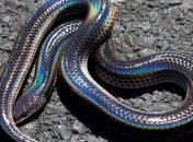 Во Флориде обнаружили радужную змею