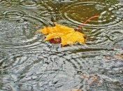 Погода на 12 ноября: будет дождливо, ветрено и холодно