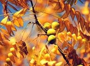 Приметы и обряды на 29 августа - Ореховый Спас