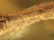 Найдена самая древняя гусеница в мире