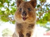 Маленькое и пушистое: квокка - самое счастливое животное в мире (Фото)