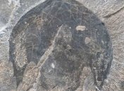 Ученые описали "тысячелетних соколов" кембрийского периода